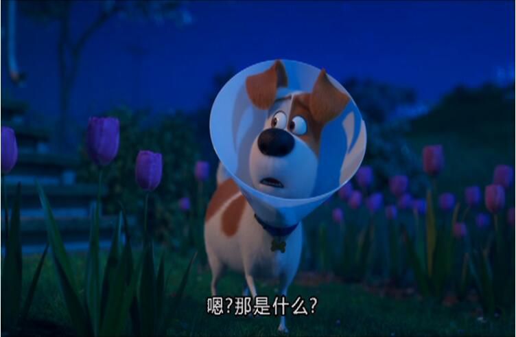 愛寵大機密2 /寵物當家2TheSecretLifeofPets 2 原版DVD盒裝 國粵英配音