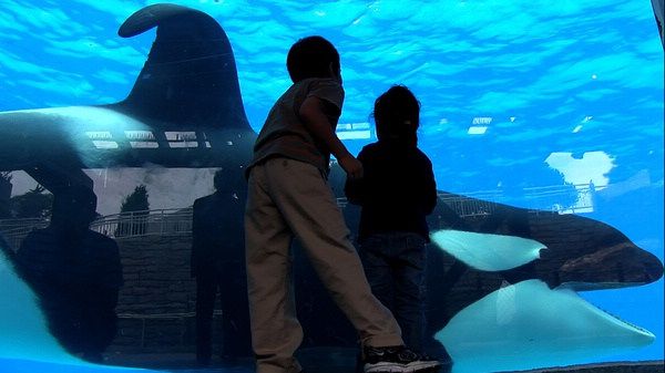 2013高分美國電影 黑鯨/黑鯨魚 英語中字 盒裝1碟