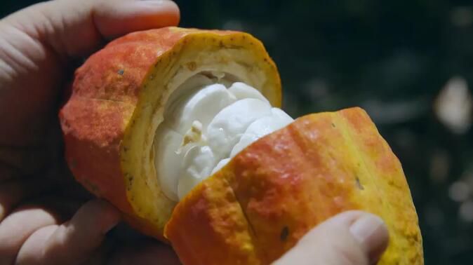 記錄片：水果傳　高清3D9